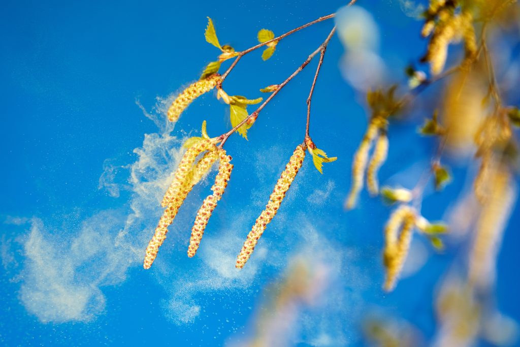 Birkenpollen die blühen